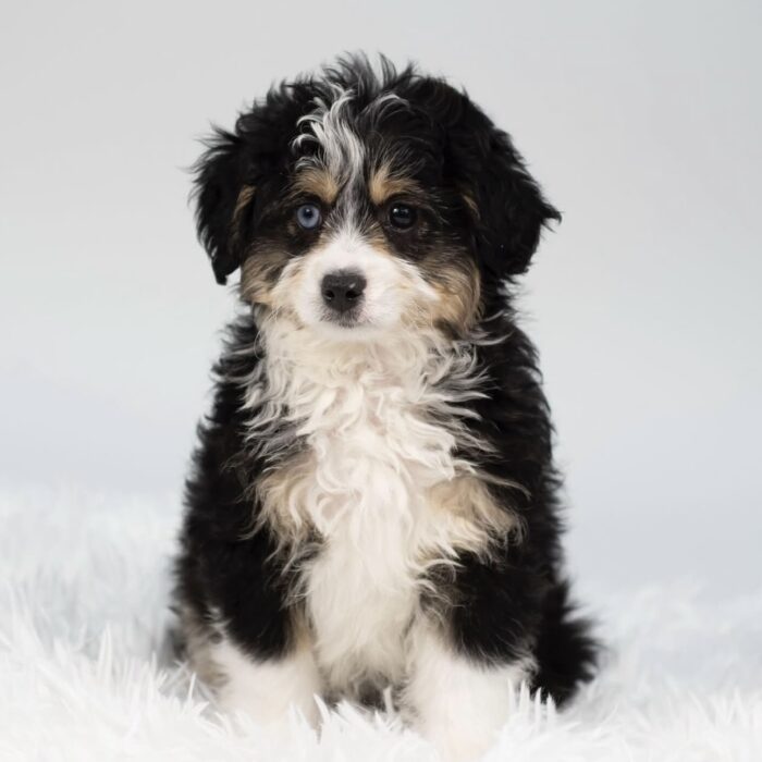 Ozzy - Aussiepoo puppy for sale