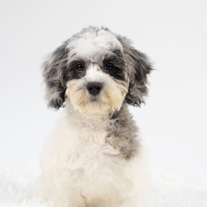 Maple - Cock A Poo 2nd Gen puppy for sale