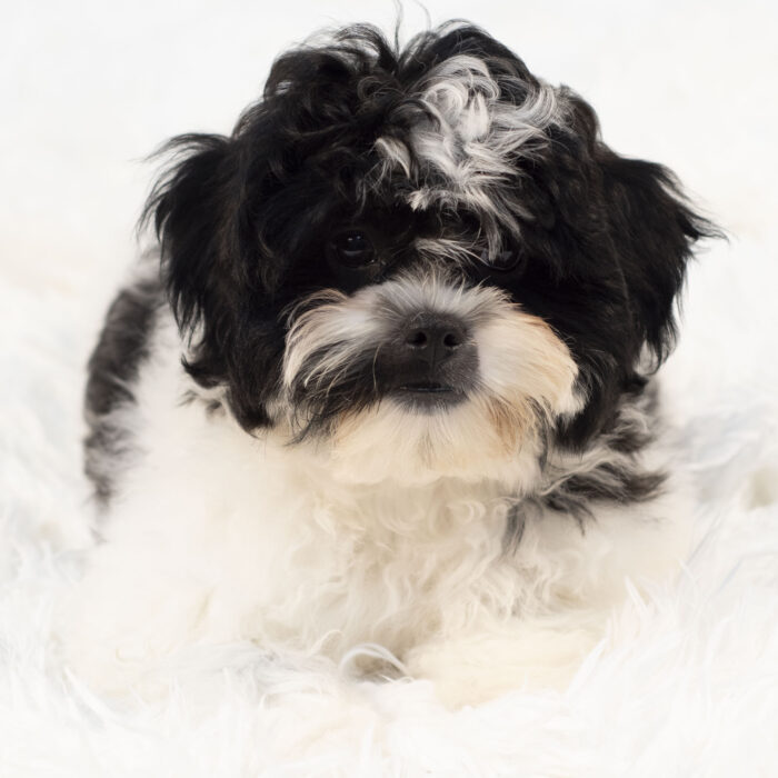 Smokey - Teddy Bear puppy for sale