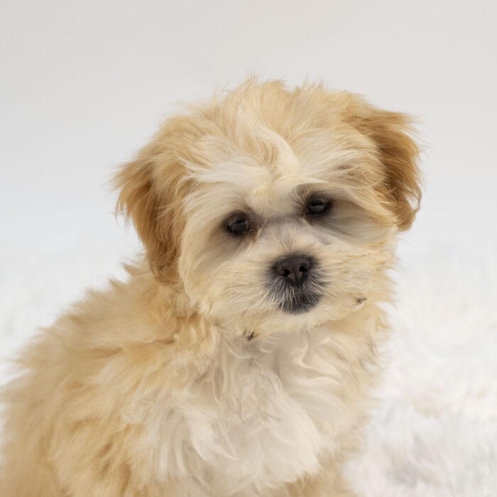 Oakley - Lhasa Apso puppy for sale