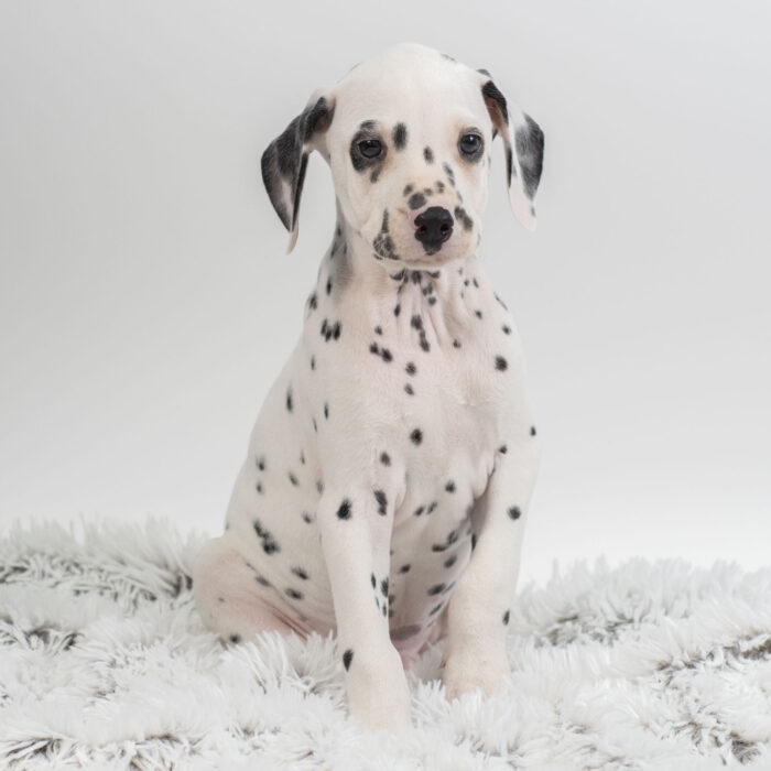 Pongo - Dalmatian puppy for sale