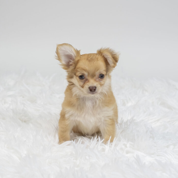 Papi - Chihuahua puppy for sale