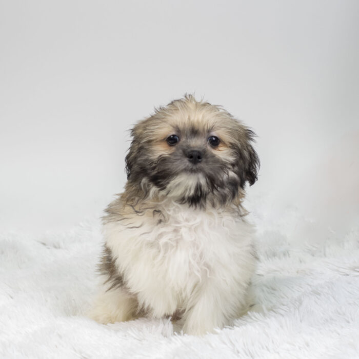 Kai - Shiranian puppy for sale