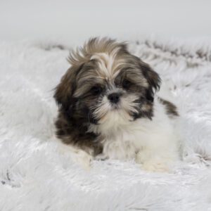 Shih Tzu