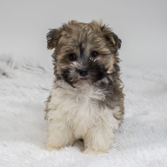Earth - Havanese puppy for sale