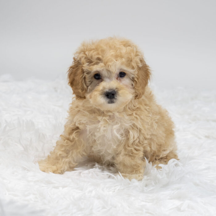 Stitch - Poodle puppy for sale