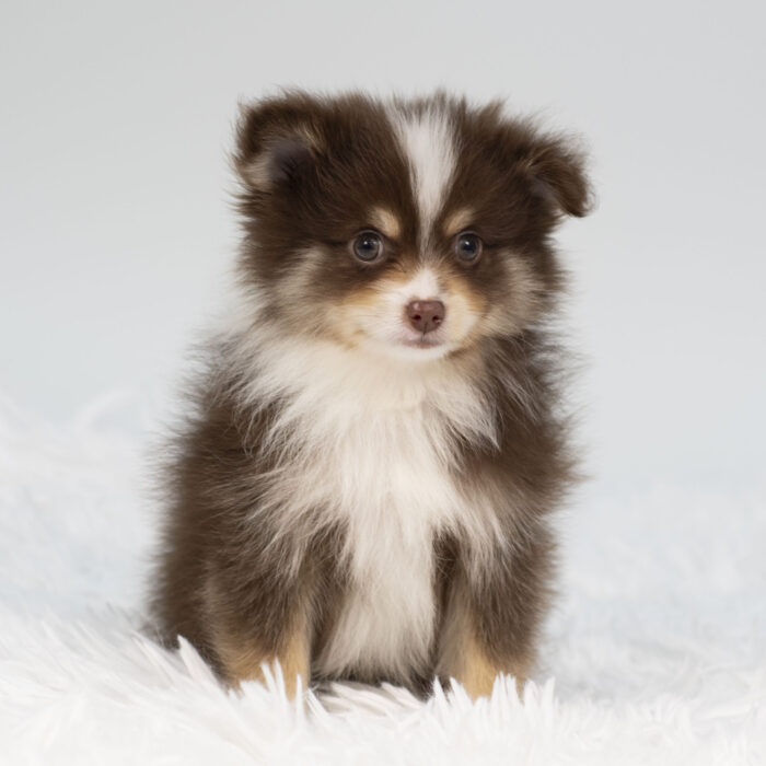 Blaze - Pomeranian puppy for sale