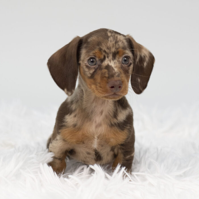Harley - Dachshund puppy for sale
