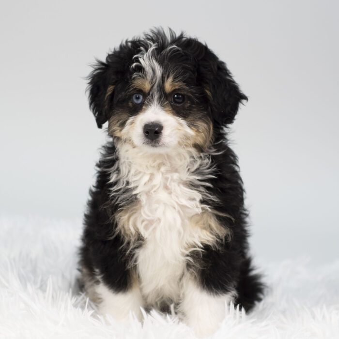 Ozzy - Aussiepoo puppy for sale