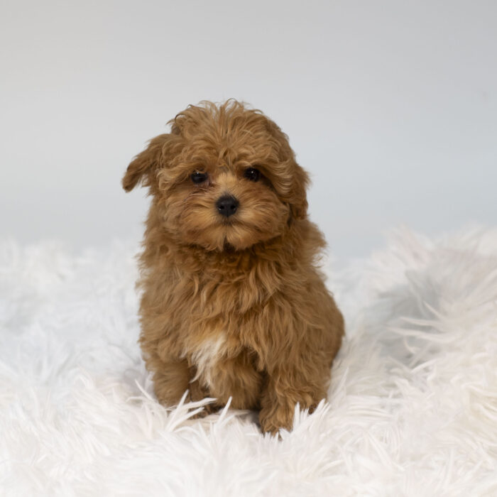 Infinity - Cavapoo F2 puppy for sale
