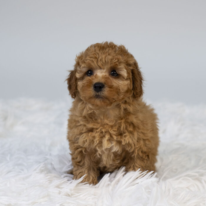 Otter - Poodle puppy for sale