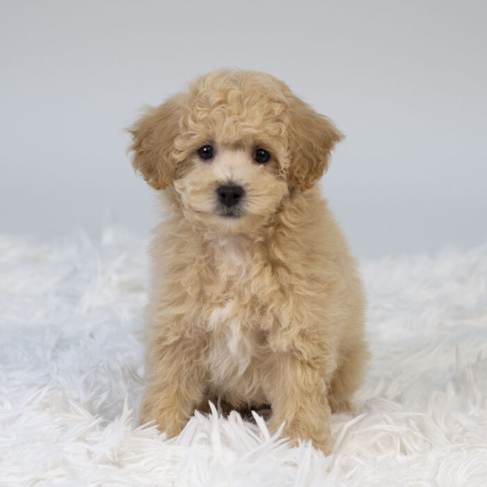 Chestnut - Bichonpoo puppy for sale