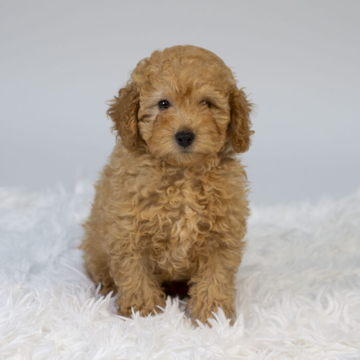 Denim - Poodle puppy for sale
