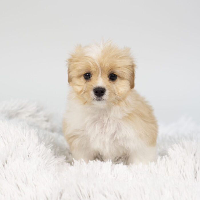 Shell - Cavaton puppy for sale