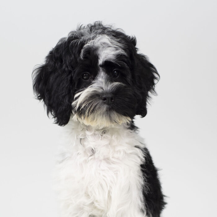 Maple - Cock A Poo 2nd Gen puppy for sale