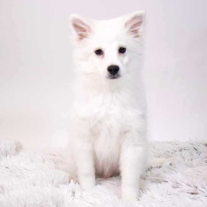 Zephyr - American Eskimo Dog puppy for sale