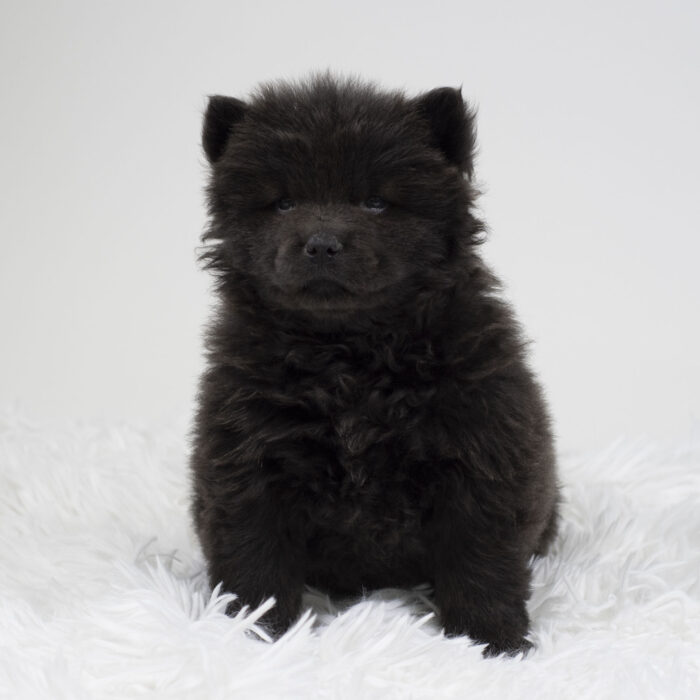 Xen - Chow Chow puppy for sale