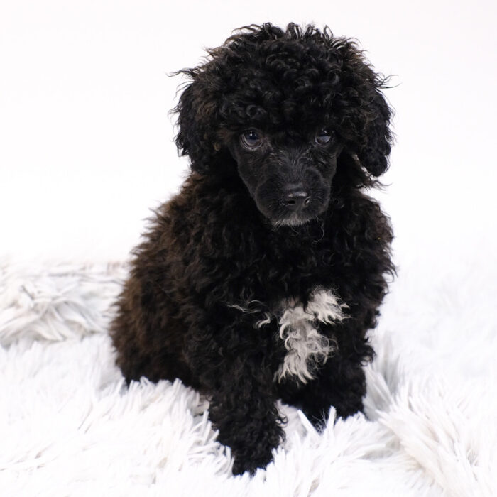 Vixen - Poodle puppy for sale