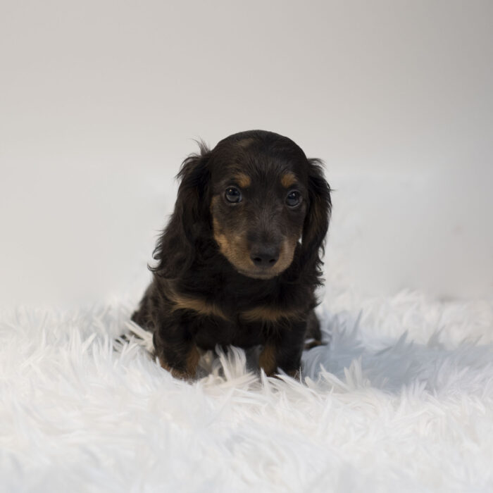 Blue - Dachshund puppy for sale