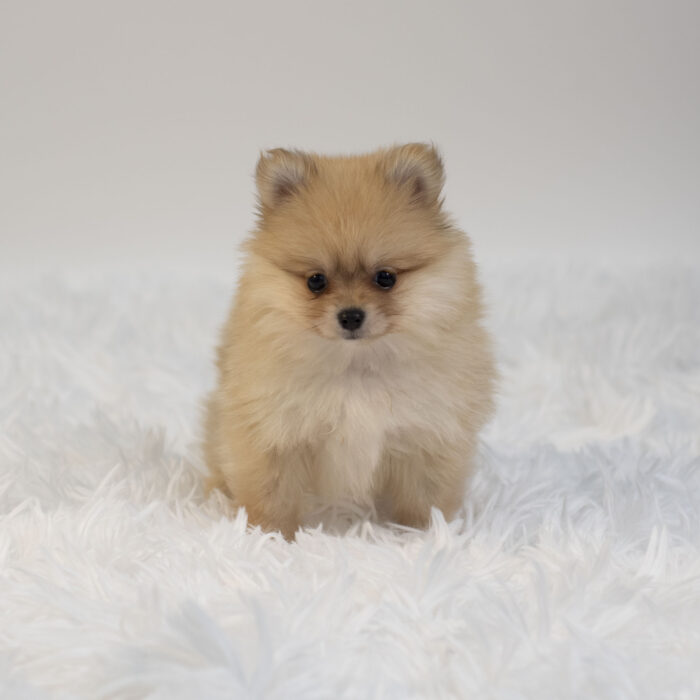 Oso - Pomeranian puppy for sale
