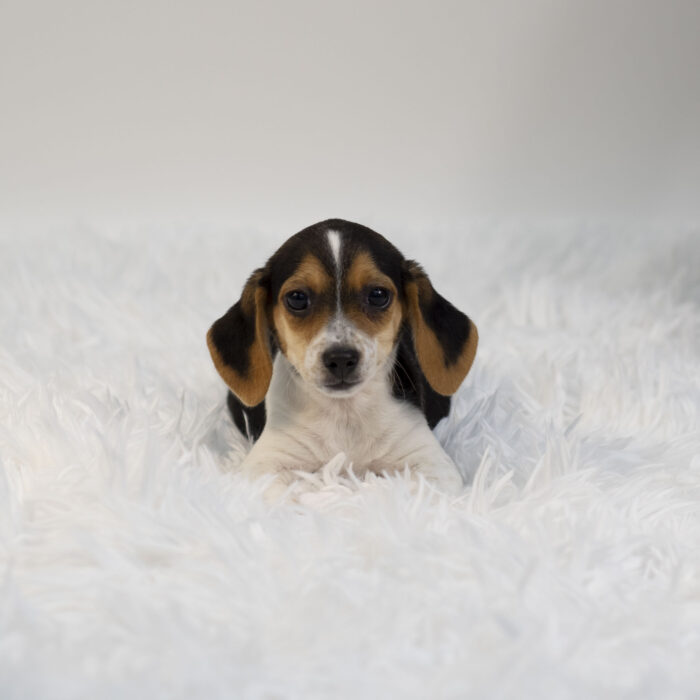 Athena - Beagle puppy for sale