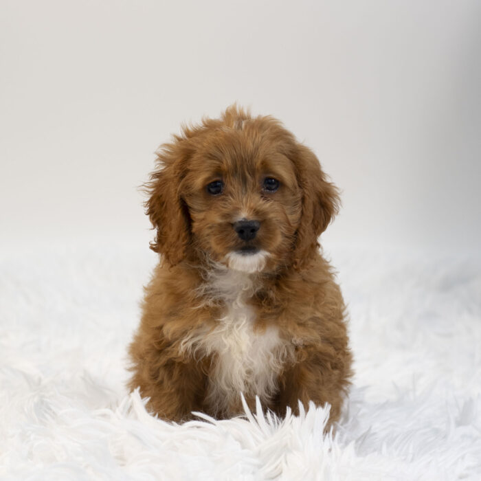 Lauren - Cockapoo puppy for sale