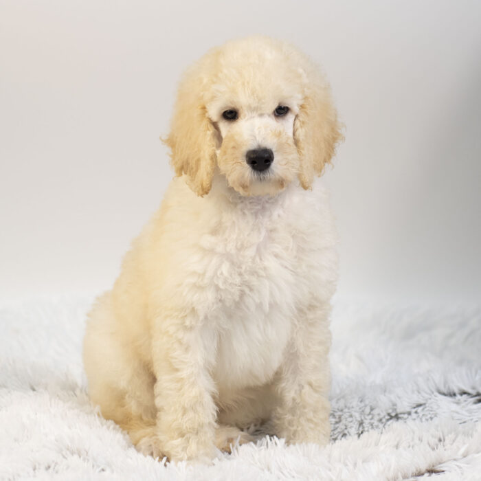 Steve - Standard Poodle puppy for sale