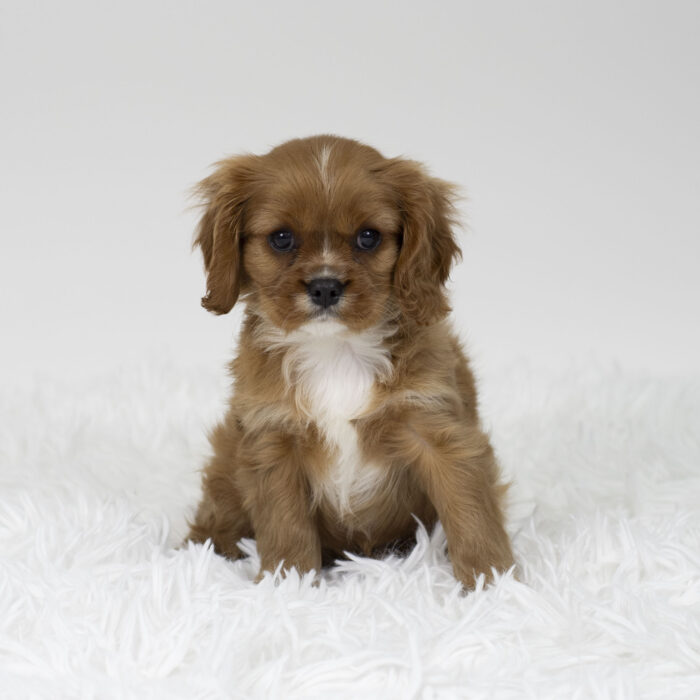 Joy - Cavalier King Charles Spaniel puppy for sale