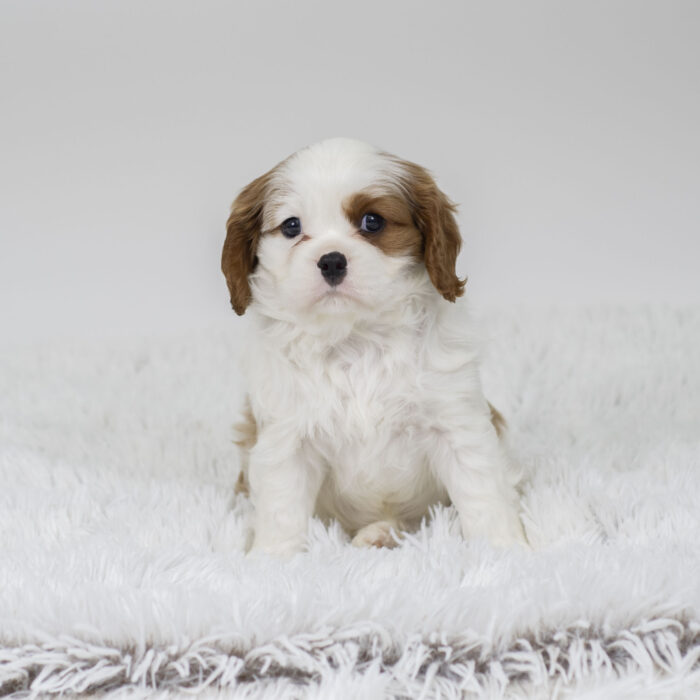 Jay - Cavalier King Charles Spaniel puppy for sale