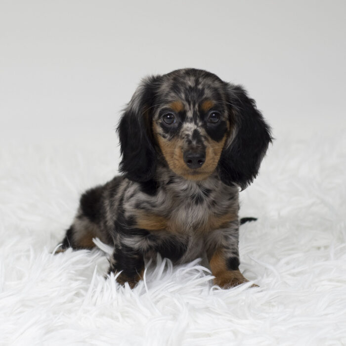 Chip - Dachshund puppy for sale