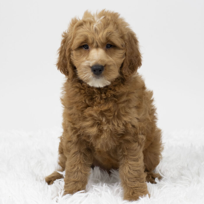 Jingle - Goldendoodle puppy for sale