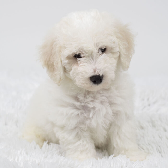 Snow - Bichon Frise puppy for sale