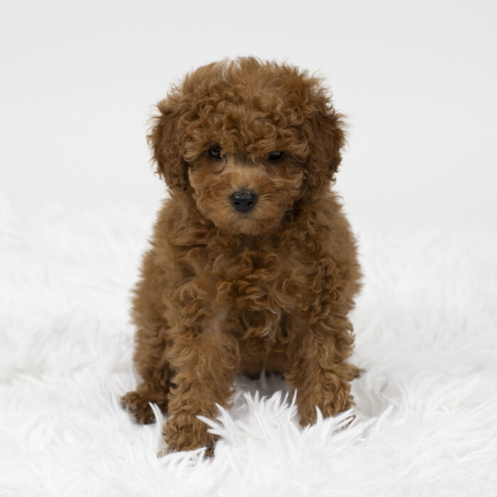 Rudolph - Poodle puppy for sale