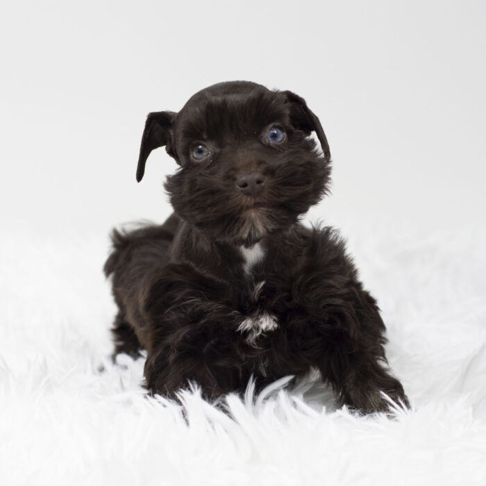 Cocoa - Miniature Schnauzer puppy for sale