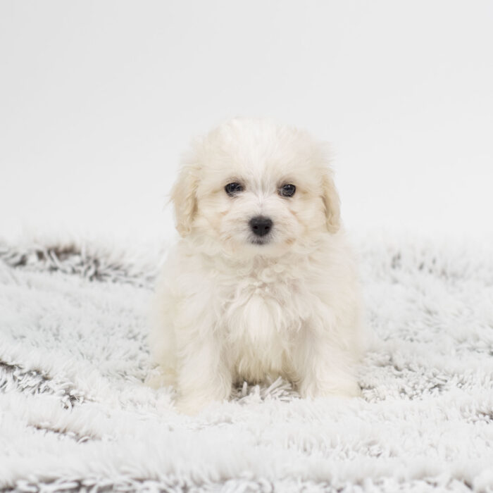 Rudolph - Cavapoo puppy for sale