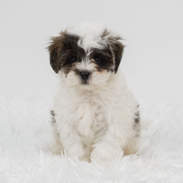 Santa - ShihPoo puppy for sale
