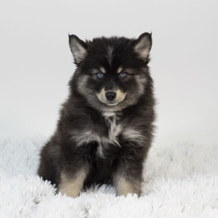 Ripple - Pomsky puppy for sale