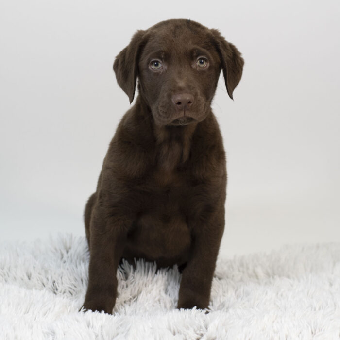 Lavender - Labrador Retriever puppy for sale