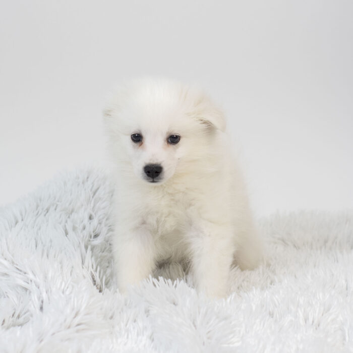 Zephyr - American Eskimo Dog puppy for sale