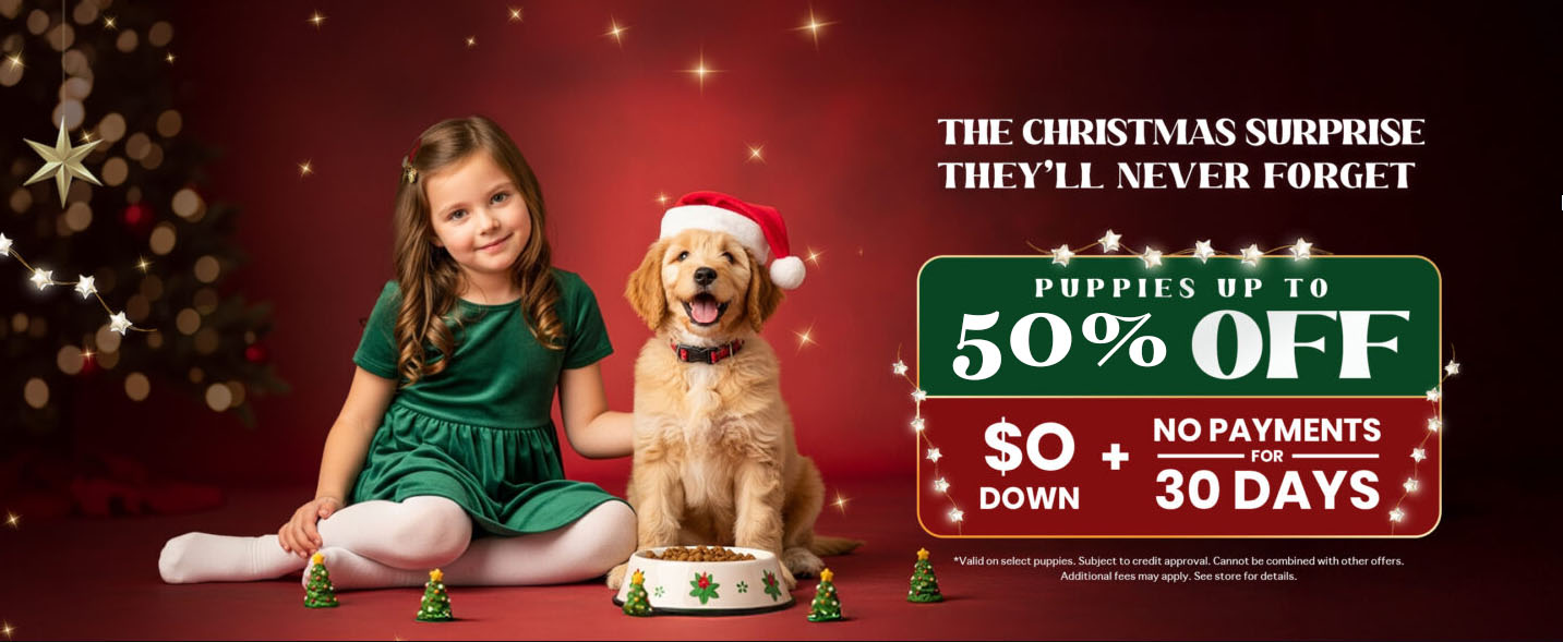 ShihPoo - Petland Pembroke Pines