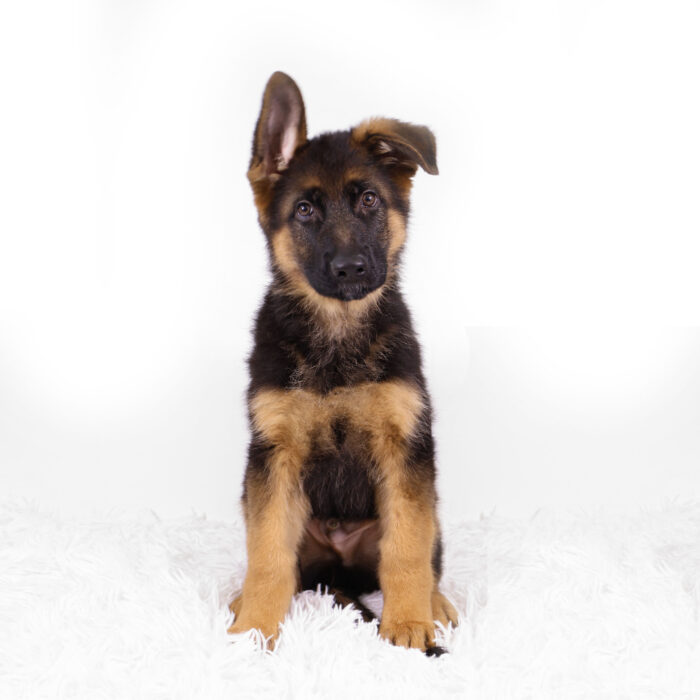 Orbit - German Shepherd Dog puppy for sale
