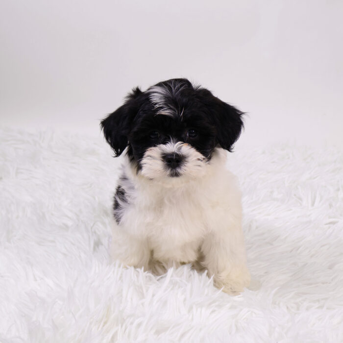 Zest - Teddy Bear puppy for sale