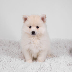 Petland Pembroke Pines Pomsky puppy available