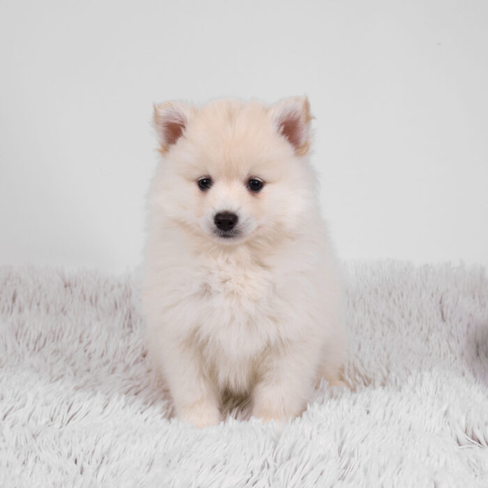 Frost - Pomsky puppy for sale