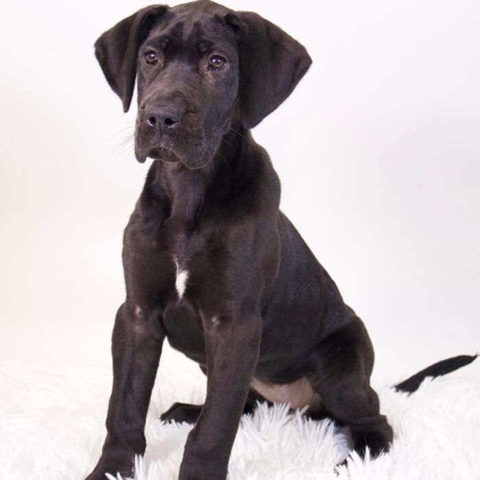Willow - Great Dane puppy for sale
