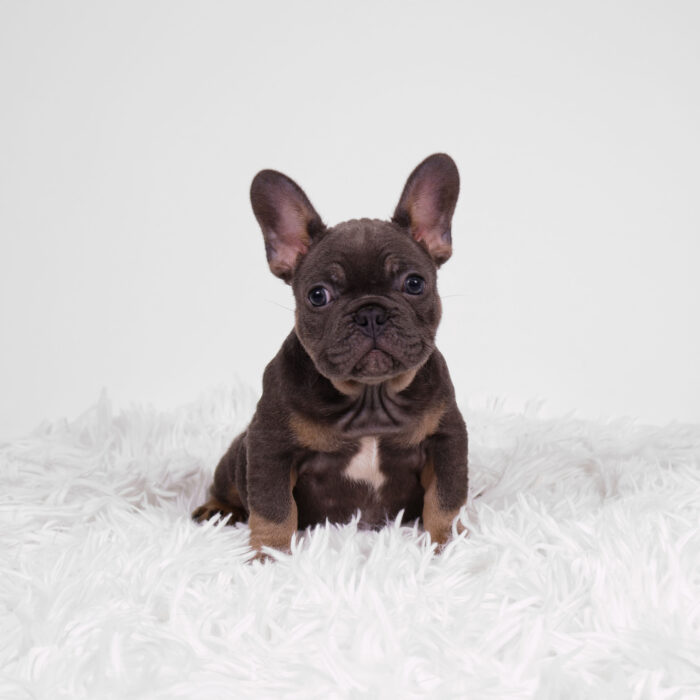 Damon - French Bulldog puppy for sale