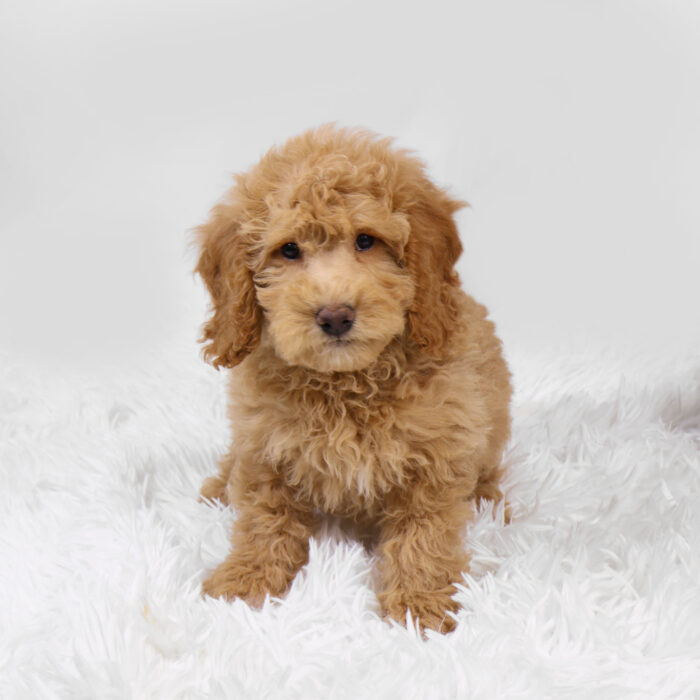 Canvas - Goldendoodle Mini 2nd Gen puppy for sale