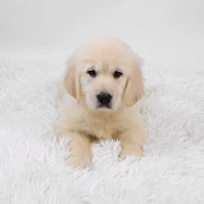 Harbor - Golden Retriever puppy for sale
