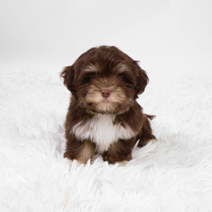 Phoenix - Havanese puppy for sale