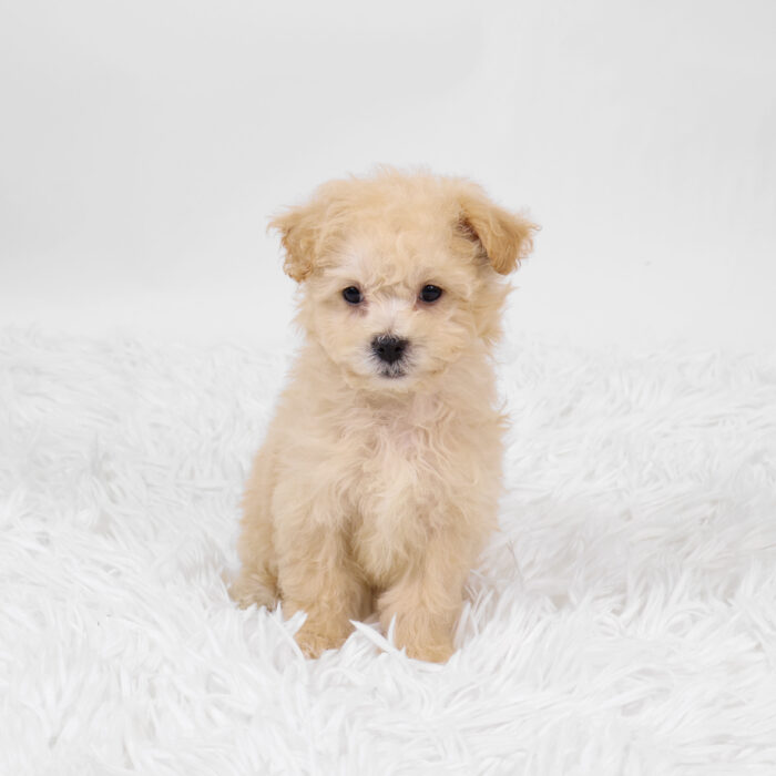 Willow - Bichapoo puppy for sale